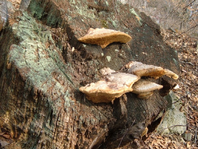 Polipori e altri funghi lignicoli della Valtellina (Sondrio)